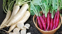 Health Benefit of Radish