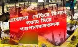 Azolla Farming  Benefits of the Shepherds