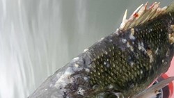 Fish Disease in winter