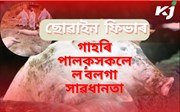 আফ্ৰিকান ছোৱাইন ফিভাৰ আৰু গাহৰি পালকসকলে ল’বলগা সাৱধানতা