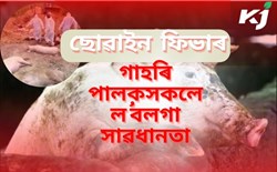 African swine fever and precautions