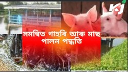 Integrated pig and fish farming