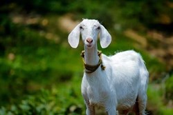 GOAT farming can be a successful business