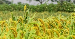 Promotion of millet cultivation in Tripura