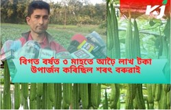 black Ridge gourd farming in assam