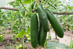 Cucumber cultivation in assam