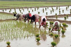 Detailed information about aerobic rice research