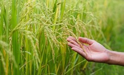 Have you insured your crops yet?