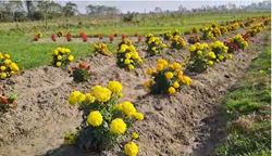 Agriculture Tourism Assam Teok