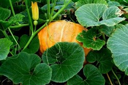 It is the right time to start pumpkin cultivation