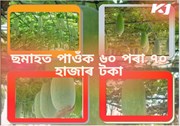 Ash gourd farming : এবিঘা মাটিত  আৰম্ভ কৰক ফেব্ৰুৱাৰী-এপ্ৰিলৰ ভিতৰত