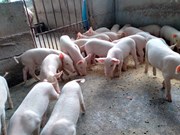 বজাৰ বেয়া- মূৰে কপালে হাত দিবলগীয়া হৈছে গাহৰি পালকে