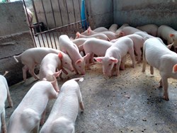 No fair price for pigs in Assam