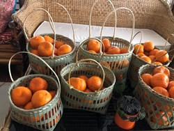 cultivation of khasi mandarin fruit