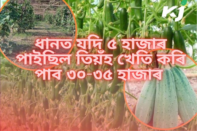 Cucumber cultivation in Assam