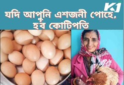 hen lay 31 eggs in a day