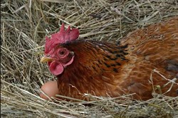 Control insects using Vitex negundo leaves