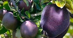 Black diamond apple