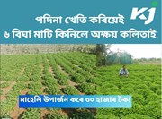 Mint  Farming : ব্যৱসায়িকভাৱে কেনেদৰে কৰিব পদিনা খেতি!