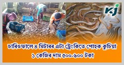 Swamp eel Farming