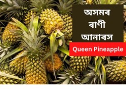Queen pineapple of Assam