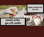 BIRD FLU VACCINE কুকুৰা পালকৰ বাবে ভাল খবৰঃ এই বৰ্ষতে বজাৰলৈ আহিব ফ্লুৰ দেশী ভেকচিন