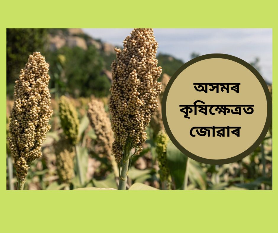 Jowar cultivation in Assam