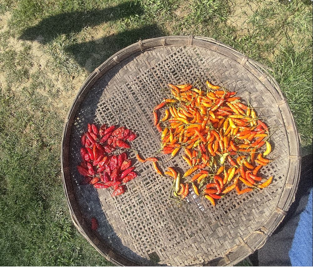 শুকান কণ জলকীয়া ( Dry Small chili)