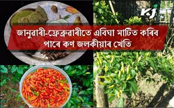 Small chilli and its farming System