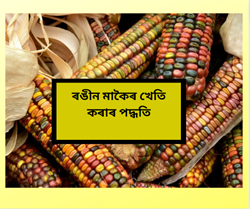 Corn Jewel cultivation