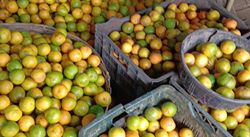 Bhutan orange selling well in Assam's market