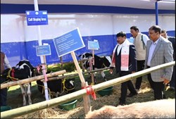 Calves Exhibition born by artificial insemination in Bajali