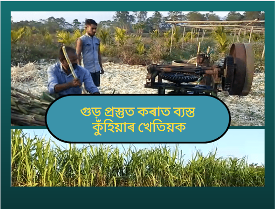 Sugarcane Farming