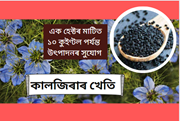 Black cumin cultivation এক হেক্টৰ মাটিত গড়ে ১০ কুইণ্টল পৰ্যন্ত বীজ উৎপাদন কৰক