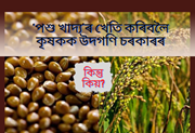 ধান খেতি এৰি ধনী দেশৰ ‘পশু খাদ্য’ৰ খেতি কৰিবলৈ কৃষকক উদগণি চৰকাৰৰ, কিন্তু কিয়?