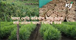 Ginger Farming & its farming Time
