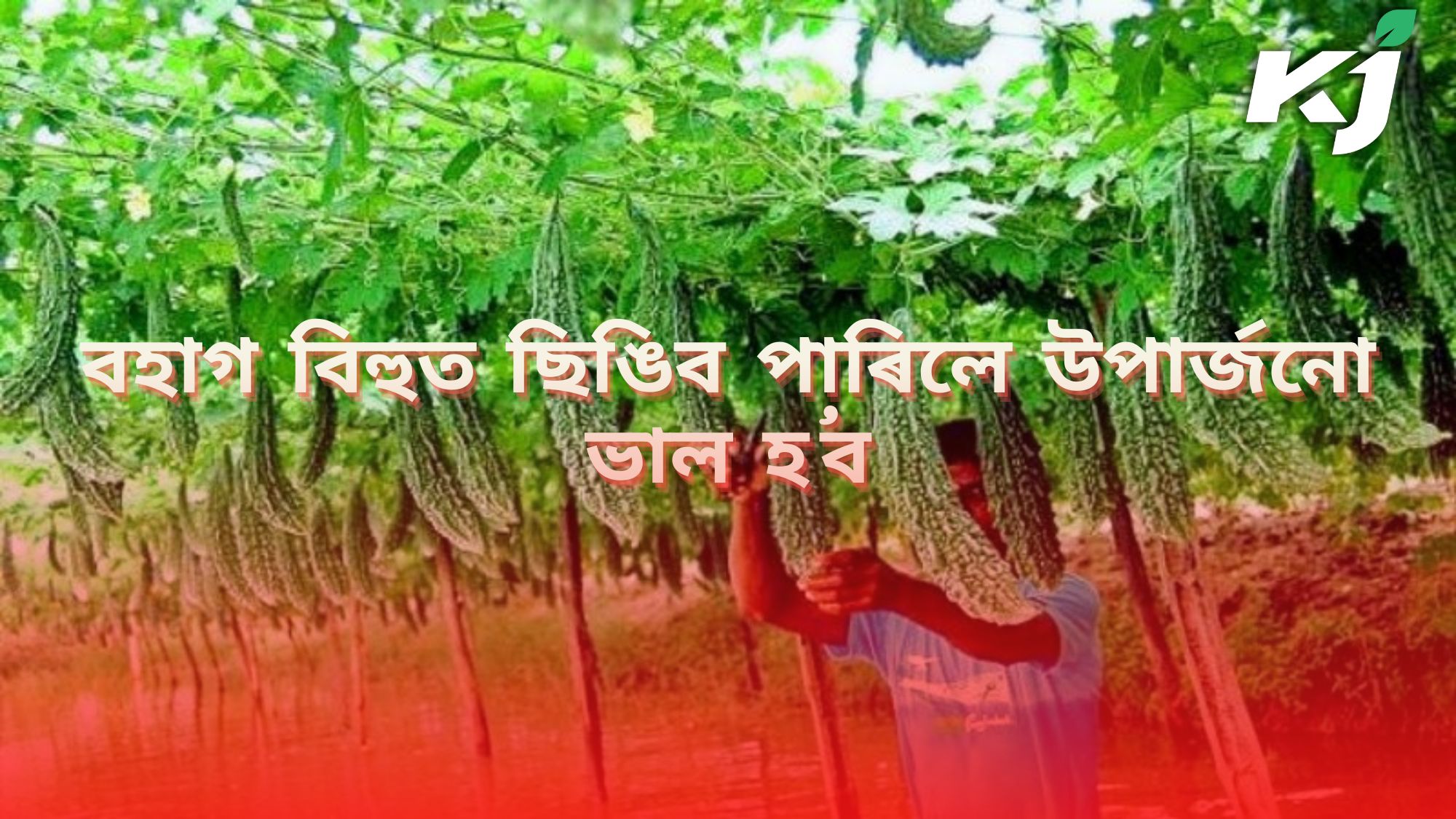 Bitter Gourd & its Farming time in Assam