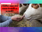 পোহনীয়া জন্তুৰ বাবে বাজৰা উপকাৰী নে অপকাৰী?