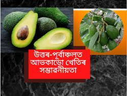 Avocado cultivation in northeast India