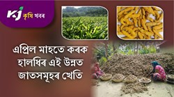 Turmeric business & farming
