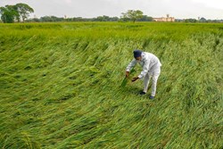 big relief to farmers on cro insurance 540 crore will be paid