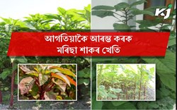 Amaranth farming & its benefit