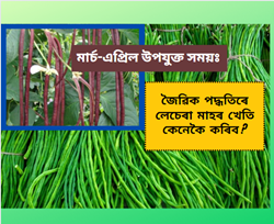 Long Beans cultivation