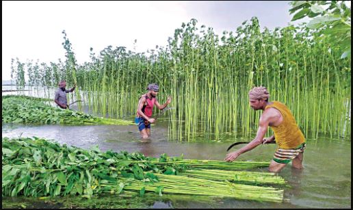 Jute cultivation :  its time & benefit