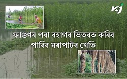 Jute cultivation :  its time & benefit