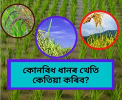 Ideal season for various rice cultivation in Assam