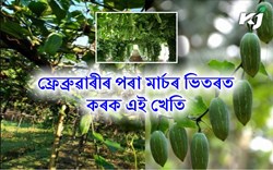 Concepts of Ivy Gourd farming & its benefits