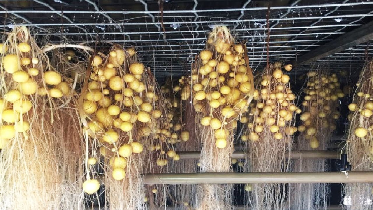 Aeroponic potato farming