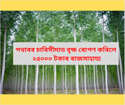 খেতি পথাৰৰ চাৰিসীমাত বৃক্ষ ৰোপণ কৰা কৃষকলৈ ২৫০০০ টকাৰ ৰাজসাহায্য