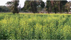 Sivasagar musterd cultivation